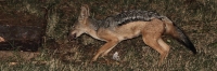 SideStripedJackal_5926 1